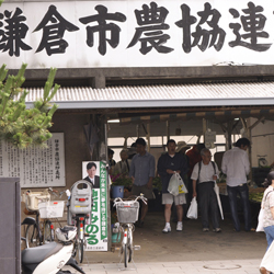 イキイキ！鎌倉野菜市場