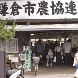 イキイキ!鎌倉野菜市場