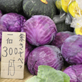鎌倉野菜紫キャベツ